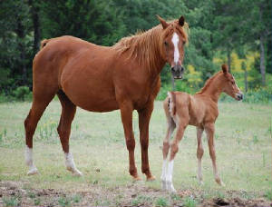 Horses09009.jpg