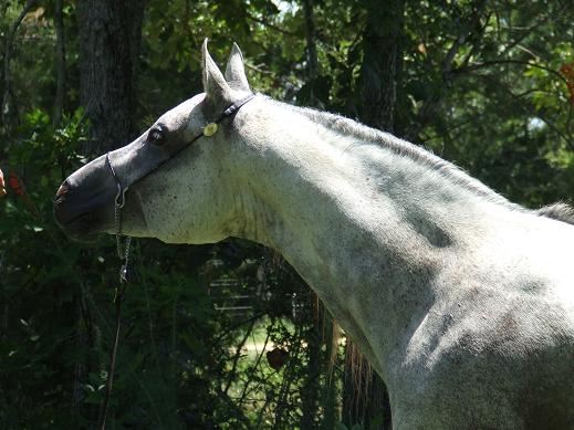 Ahoumn069.jpg