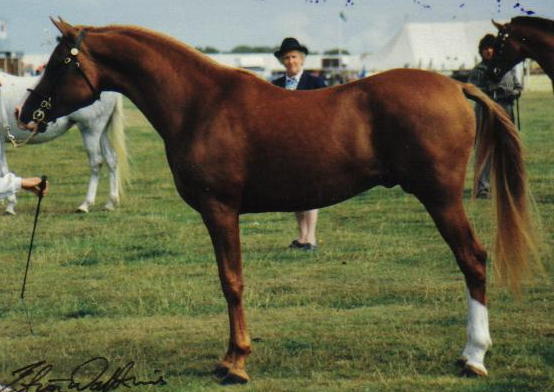 ElegantGold4.jpg