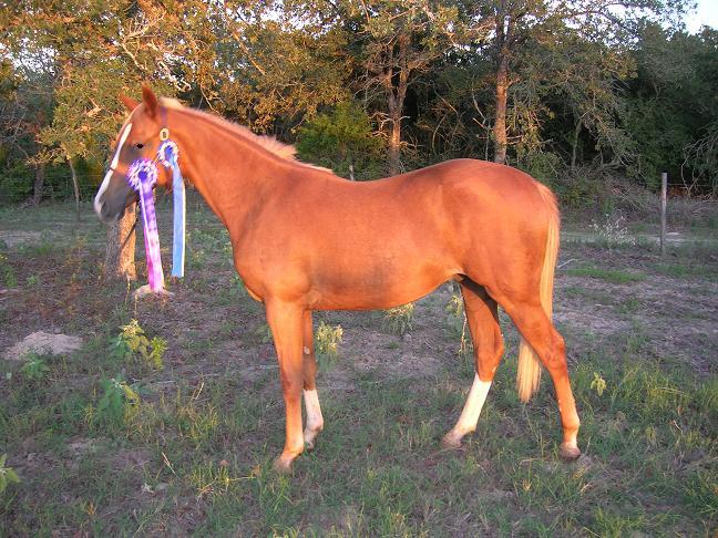 Goldie001.jpg