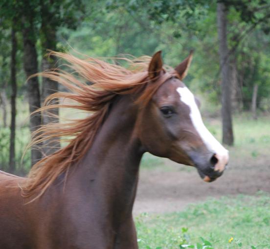 Horses09063.jpg